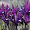 iris-reticulata-pauline-