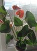 anthurium