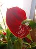 Anthurium Flamingo rosu