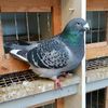 IMG-20171226-WA0012