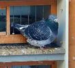 IMG-20171226-WA0011