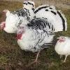 ROYAL PALM TURKEY