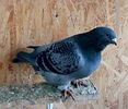 IMG-20171226-WA0013