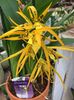 2.02.2018 „Brassia“