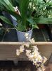 2.02.2018 „Oncidium“