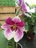 2.02.2018 „Miltonia“