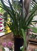 Cymbidium Ice Cascade