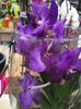 Vanda 2.02.2018