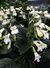 Streptocarpus purpelina