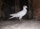 Vanduta