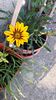 Gazania