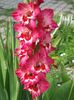 2014_gladiole_51