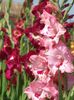 2014_gladiole_56