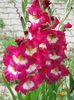 2014_gladiole_57