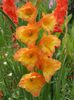 2014_gladiole_58