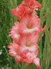 2014_gladiole_59