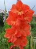 2014_gladiole_61