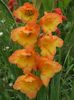 2014_gladiole_62