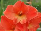 2014_gladiole_63