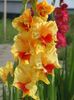 2014_gladiole_66