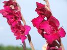 2014_gladiole_68