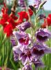2014_gladiole_70