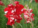 2014_gladiole_71