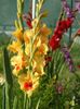 2014_gladiole_78