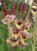 2014_gladiole_84