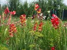 2014_gladiole_89