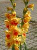 2014_gladiole_90