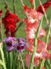 2014_gladiole_91