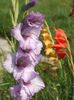 2014_gladiole_92