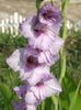 2014_gladiole_94