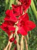 2014_gladiole_96