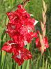 2014_gladiole_97