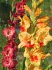 2014_gladiole_98