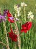 2014_gladiole_101