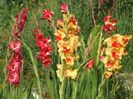 2014_gladiole_102