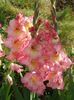 2014_gladiole_106