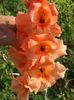 2014_gladiole_107
