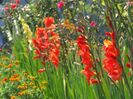2014_gladiole_111