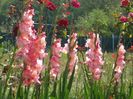 2014_gladiole_112