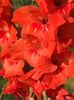 2014_gladiole_113