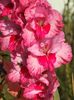 2014_gladiole_114