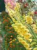 2014_gladiole_115