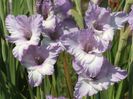 2014_gladiole_117