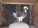 Vanduta