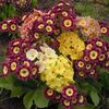 Auricula Alpine Mixed - 12.6 lei