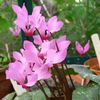 Cyclamen Neapolitanum - 16.3 lei